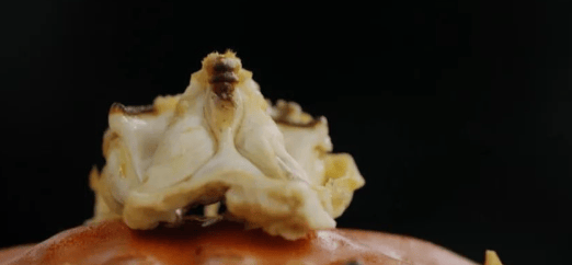 蟹和尚到底是什么样子的？真实图片！